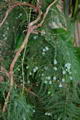 Asparagus Densiflorus 'Sprengeri'
